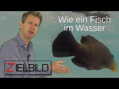 Wie ein 🐠Fisch im Wasser