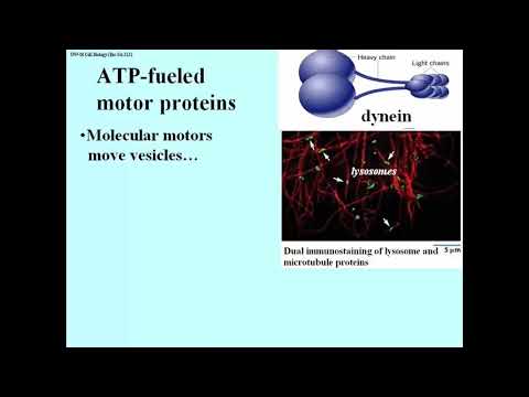 325 Microtubule Motor Proteins