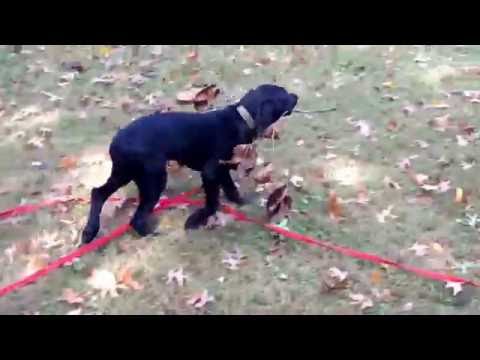 Ava The Weimaraner Lab Mix