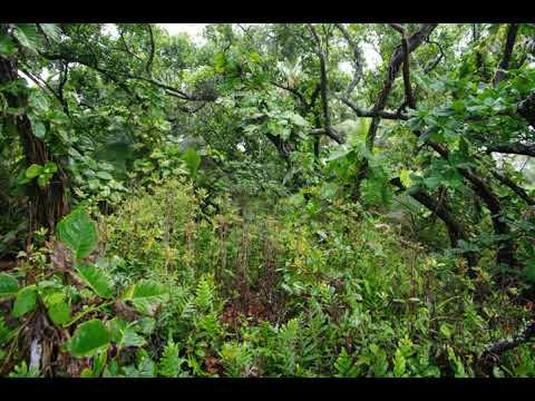 Relax 1h Hawaiian Coqui Frogs in Nature for Relaxation