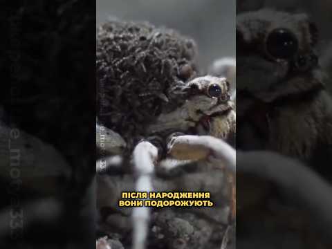 😱🕷️Павук ніс ДЕСЯТКИ ДІТЕЙ на спині! Увага РІВНЕНЩИНІ! Будьте обережні!