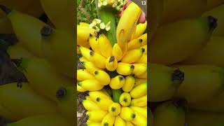 Download lagu Pertanian sangat memuaskan panen pisang emas dengan alat sederhana #shorts mp3