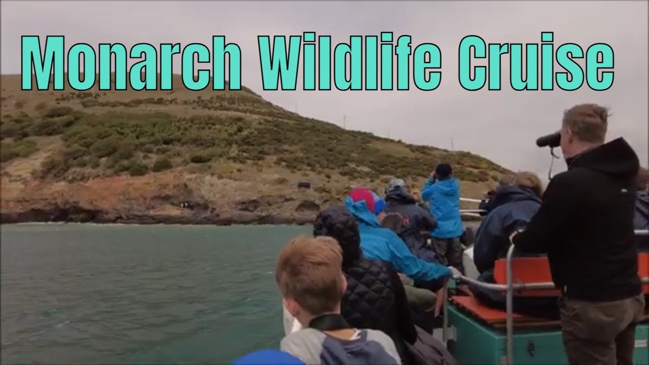 Join along the Wildlife Cruise to an amazing experience