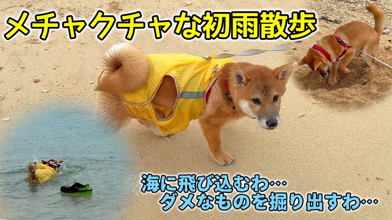 初のレインコート散歩で海に飛び込む弟柴なだが心配すぎて叫んでしまう柴犬てぃーだ