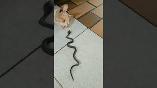 Download lagu Kucing Sadar Setelah Pingsan Digigit Ular!!? #shorts #ular mp3