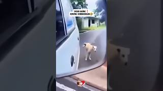 Download lagu You dog❗peeing anywhere🤣#shortsvideo #laugh #lol #aldyteboe mp3