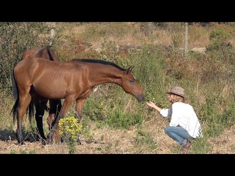 12 Coudelaria Rita Bustorff Vinhas