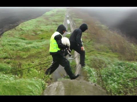 FCI World Championship for Tracking Dogs 2015