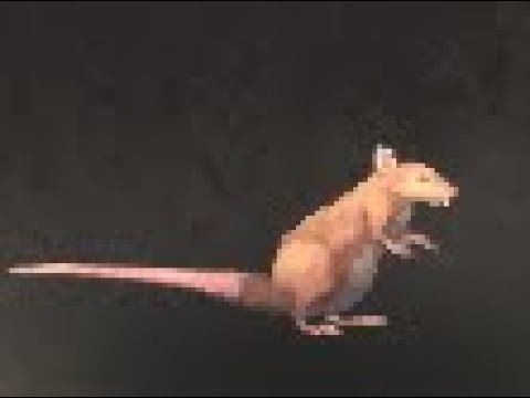 Kalimdor Safari: Carrion Rat Battle Pet, Mount Hyjal, WoW Retail