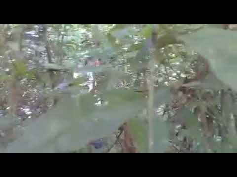 Foi entra na mata kkkk