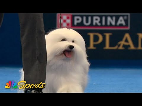 National Dog Show Purina Expert POV – Secret to good fur days | NBC Sports - YouTube