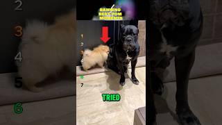 Ranking Best Pomeranian Moments
