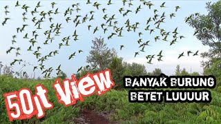Download lagu Ngeri Gerombolan Burung Betet Liar Menyerang Burung Pikat Pancingan mp3