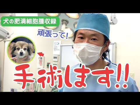 犬のお腹にしこりがあるのですが、何でしょうか?