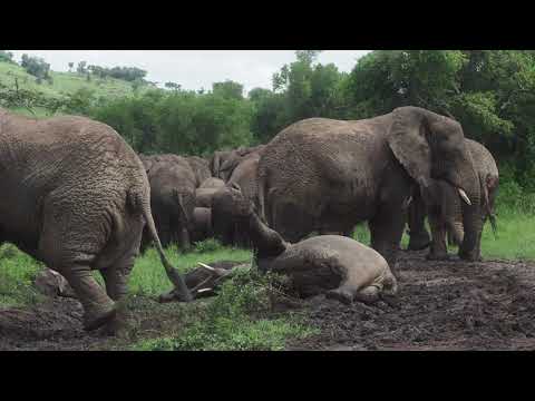 AKAGERA - Elephant BABIES playing in the mud.   4 K