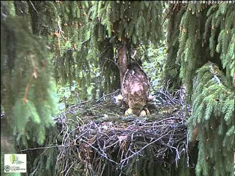 vlc record 2011 06 12 20h49m56s mms   video1 lanet lv ligzda