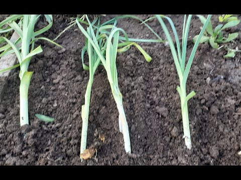 Uzimljavanje praziluka (poriluka,prase) na  tri načina