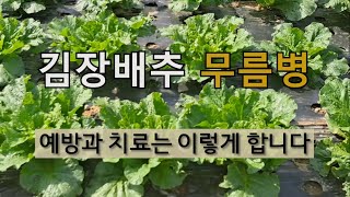 김장배추 무름병 예방과 치료는 이렇게 합니다. #김장배추 무름병 예방법 #김장배추 무름병 치료하기.