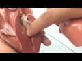 Avian Heart