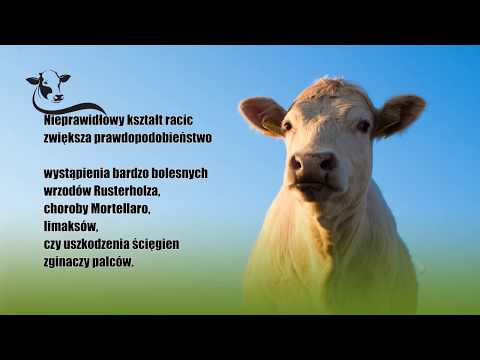Zobacz filmy filmy