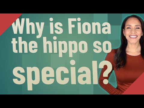 Why is Fiona the hippo so special?