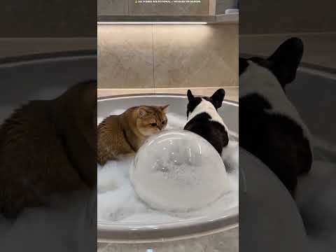 पप्पी के साथ गंदा प्रैंक! 🤮🫧😷