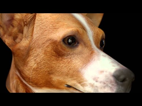 CGI Making of HD "Amor Verissimo" by Conspira | CGMeetup