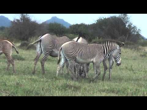 Grevy’s Zebras