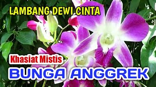 Download lagu Khasiat Mistis Tanaman Bunga Anggrek Yang Mempesona mp3