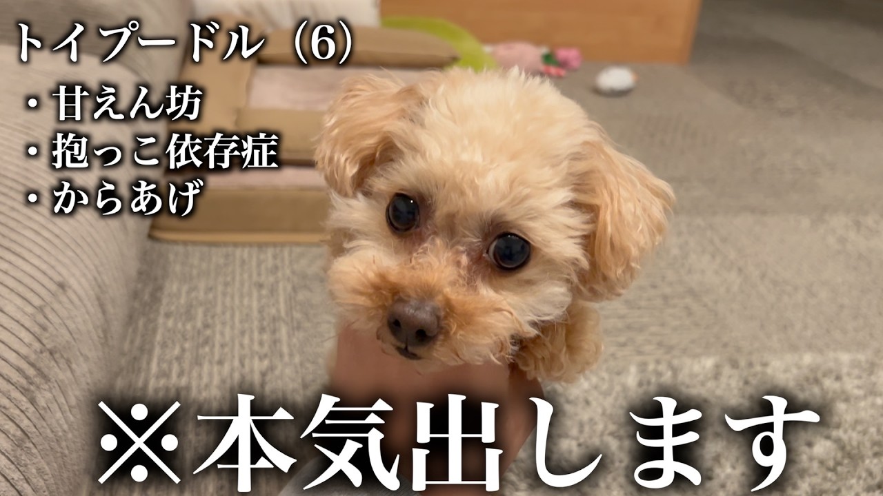 甘えん坊トイプードルは1週間で芸を何個覚えられるのか？