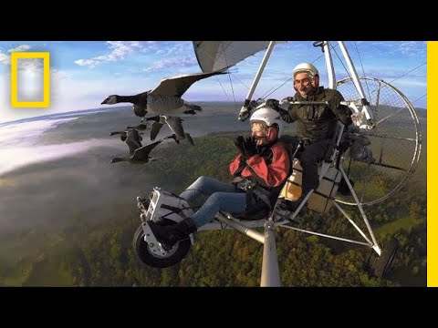 Soar Alongside Migrating Birds—and the Man Who Flies With Them | National Geographic