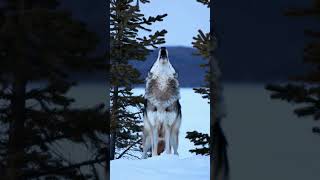 Moonlit Sentinel: The Lone Wolf’s Haunting Howl