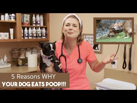 Why Do Dogs Eat Poop? | Veterinarian explains why?