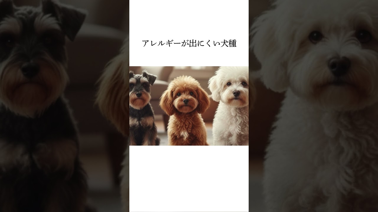 ビションフリーゼの雑学3選#ペットフル #ワンちゃん #動物 #犬のいる生活