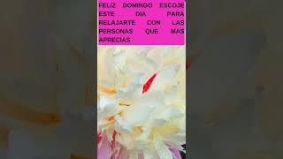Feliz Domingo Mensaje de bendiciones para compartir con amigos familiares WhatsApp Facebook