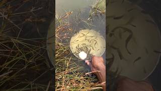 Download lagu Aku akan menangkap ikan yang bersembunyi di dalam rumput mp3 Download lagu Aku akan menangkap ikan yang bersembunyi di dalam rumput mp3