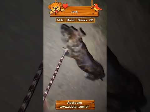Vídeo de zeus
