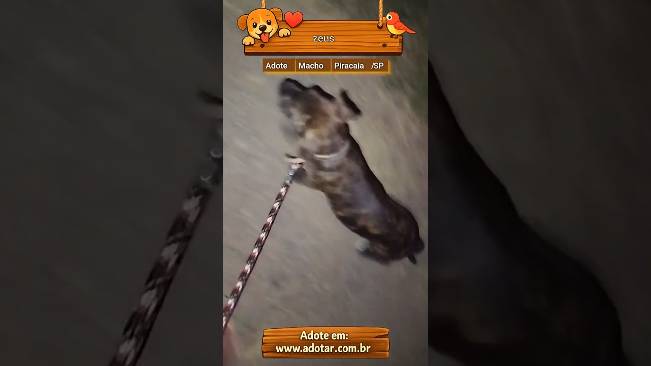 Cachorro raça SRD-ViraLata idade 7 a 11 meses nome zeus