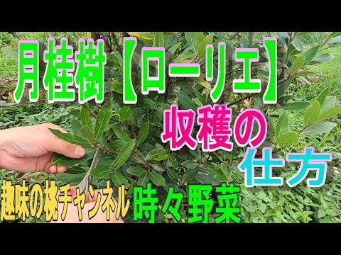 月桂樹、月桂樹 植物