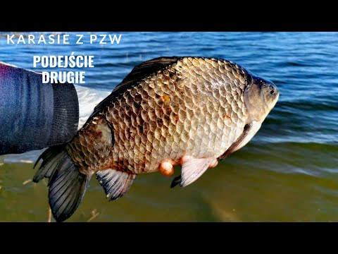 Karasie from PZW - second attempt / vLoG52