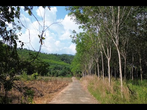 Nice 18+ Rai Land Plot with a Rubber Plantation for Sale in Takua Thung, Phang Nga