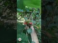 Satisfying mulberry fruit picking