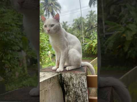 #cat#whity #yt