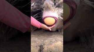 Download lagu Kalau dibuat telur goreng bisa untuk 15 orang | Burung unta bertelur mp3 Download lagu Kalau dibuat telur goreng bisa untuk 15 orang | Burung unta bertelur mp3