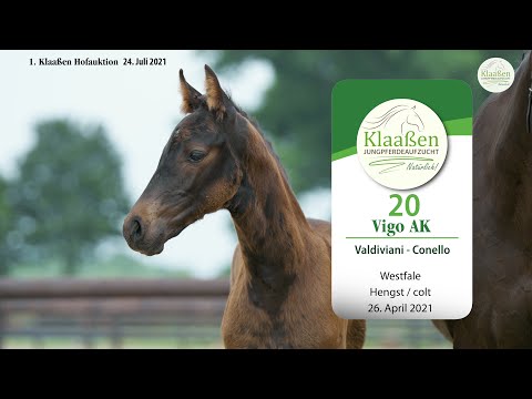 Hofauktion Klaaßen Katalog-Nr. 20 Vigo AK Hengst v. Valdiviani - Cornello