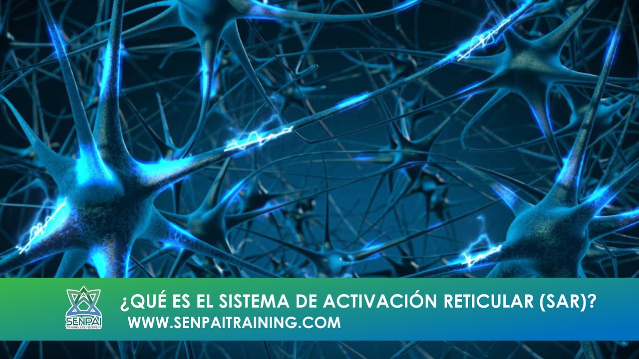 ¿Qué es el Sistema de Activación Reticular (SAR)?
