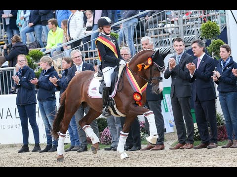 Cosmo Royale *2014 by Cosmopolitan x Casino Royale (Sosath Stallion Show 2020)