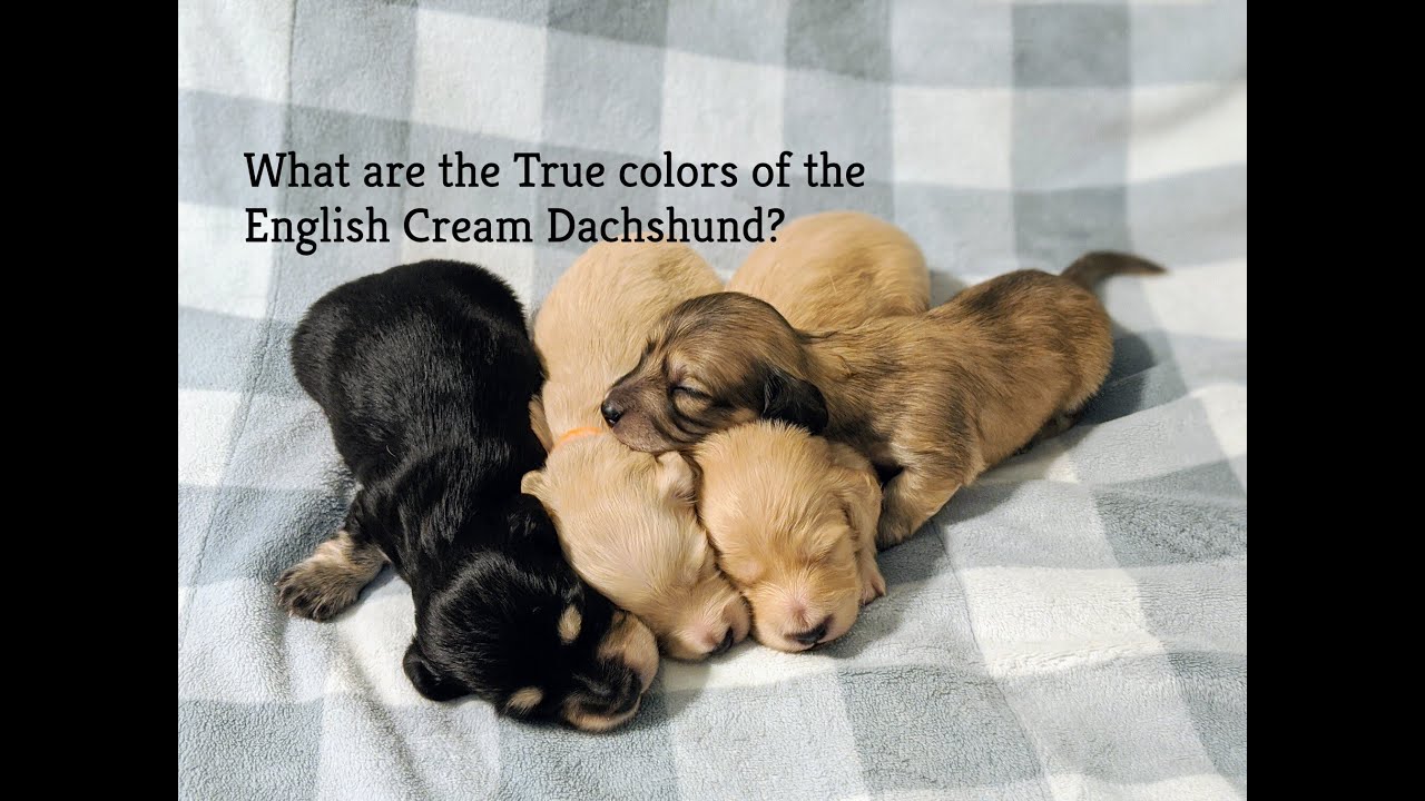 What are the true colors of the English Cream Dachshund?