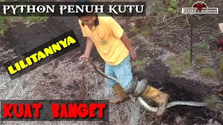 Download lagu BUKTI BAHWA ULAR PYTHON BESAR MASIH ADA mp3 Download lagu BUKTI BAHWA ULAR PYTHON BESAR MASIH ADA mp3