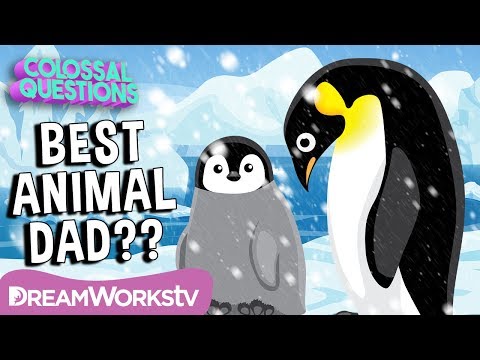 Who’s the Best Dad in the Animal Kingdom? | COLOSSAL QUESTIONS